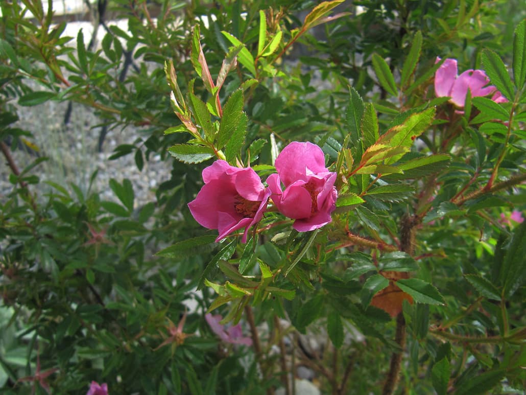 Gartengestaltung Herzog – Referenzprojekt